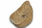 Fossil Dinosaur Phalanx (Toe) Bone - Montana #246233-1